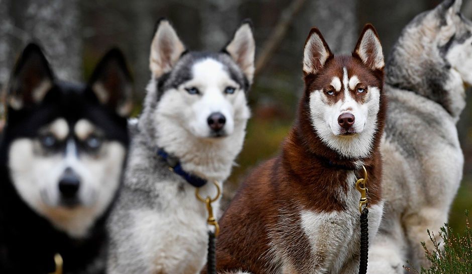 Depuis Game of Thrones, l&rsquo;abandon de huskies a augmenté de 700% ?