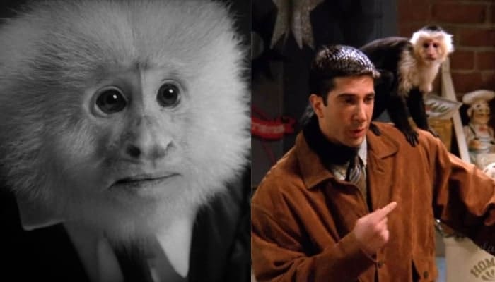 Friends : David Lynch sort un court-métrage avec… Marcel, le singe de Ross