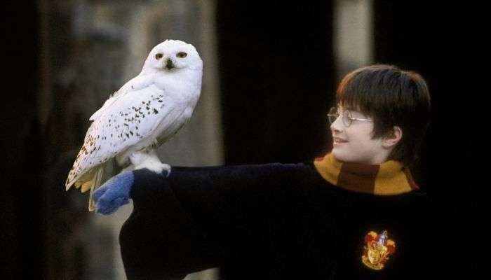 Quiz : combien d&rsquo;animaux de compagnie de Harry Potter peux-tu citer en un temps record ?