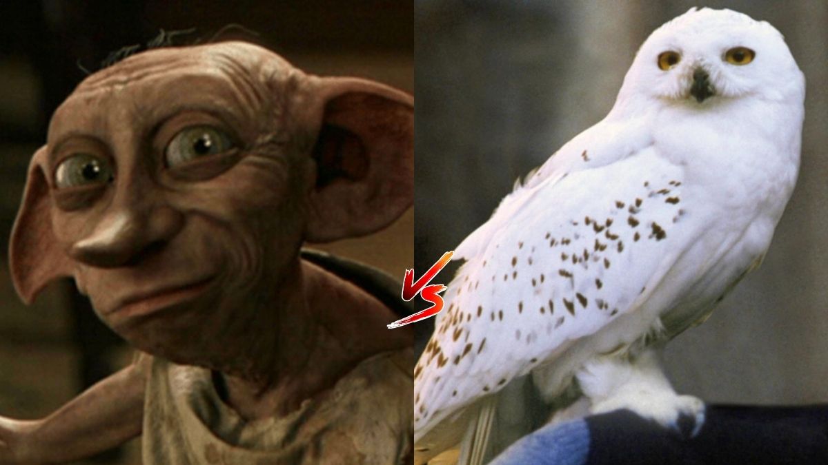 Sondage Harry Potter : entre Dobby et Hedwige, quelle mort t’a rendu le plus triste ?