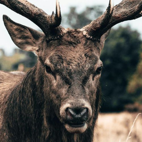 à un cerf