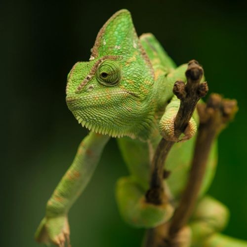 Tu sais te fondre dans n’importe quel environnement